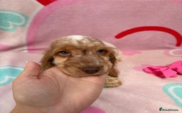 Cocker Spaniel dogs for sale: Cocker spaniel puppy - Image 5