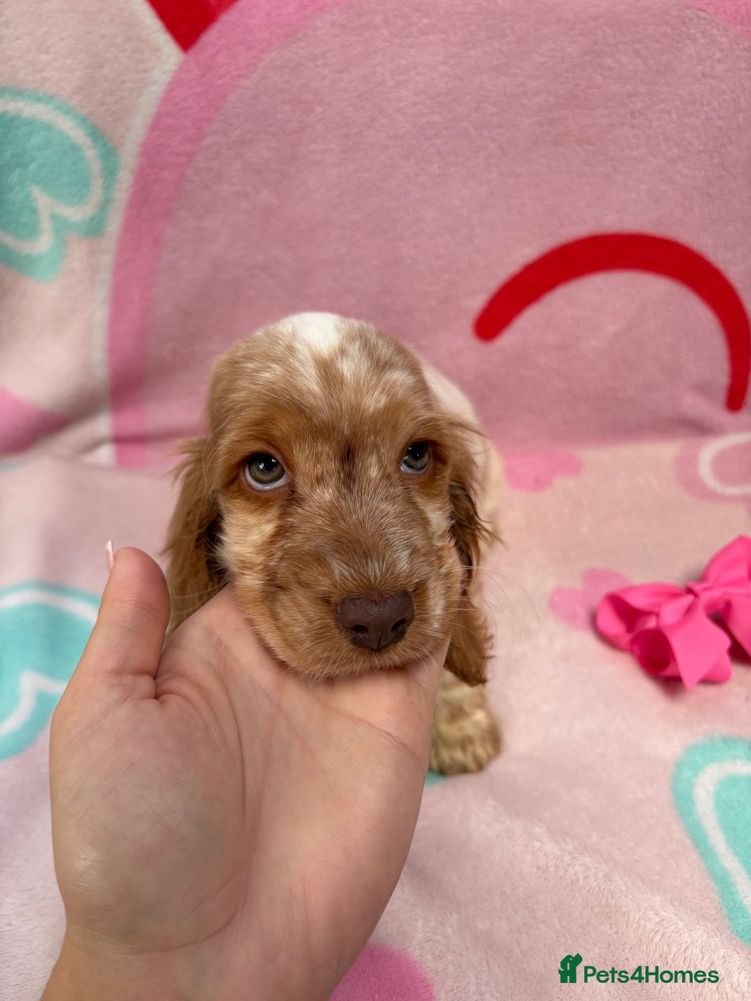 Cocker Spaniel dogs for sale: Cocker spaniel puppy - Image 5