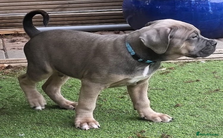 Cane Corso dogs - Advert 3