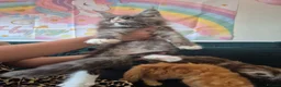 Maine Coon cats for sale: Amazing Maine Coon boys  - Advert 13