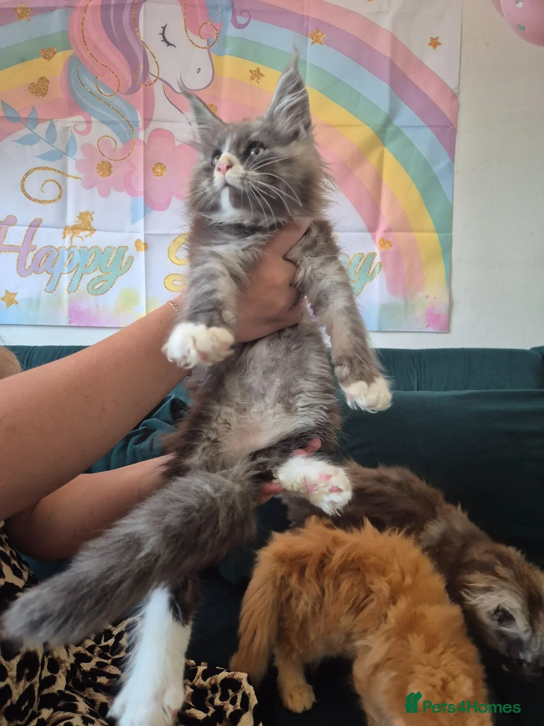 Maine Coon cats for sale: Amazing Maine Coon boys  - Advert 13