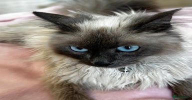 Birman cats - Advert 16