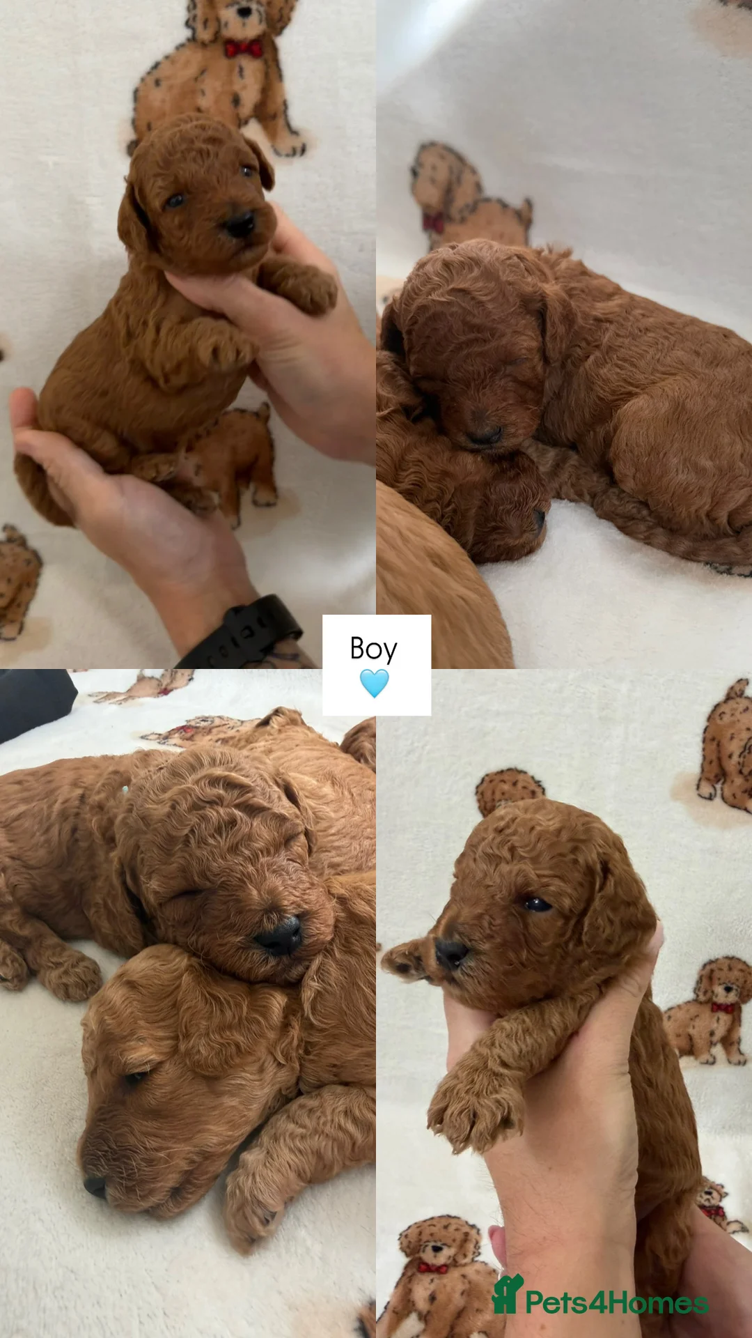 Miniature Poodle dogs for sale: ⭐️ Red Miniature Poodles ⭐️ - Advert 2