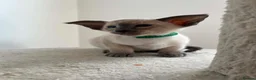 Siamese cats for sale: GCCF Registered Stunning Siamese Kittens  - Advert 11