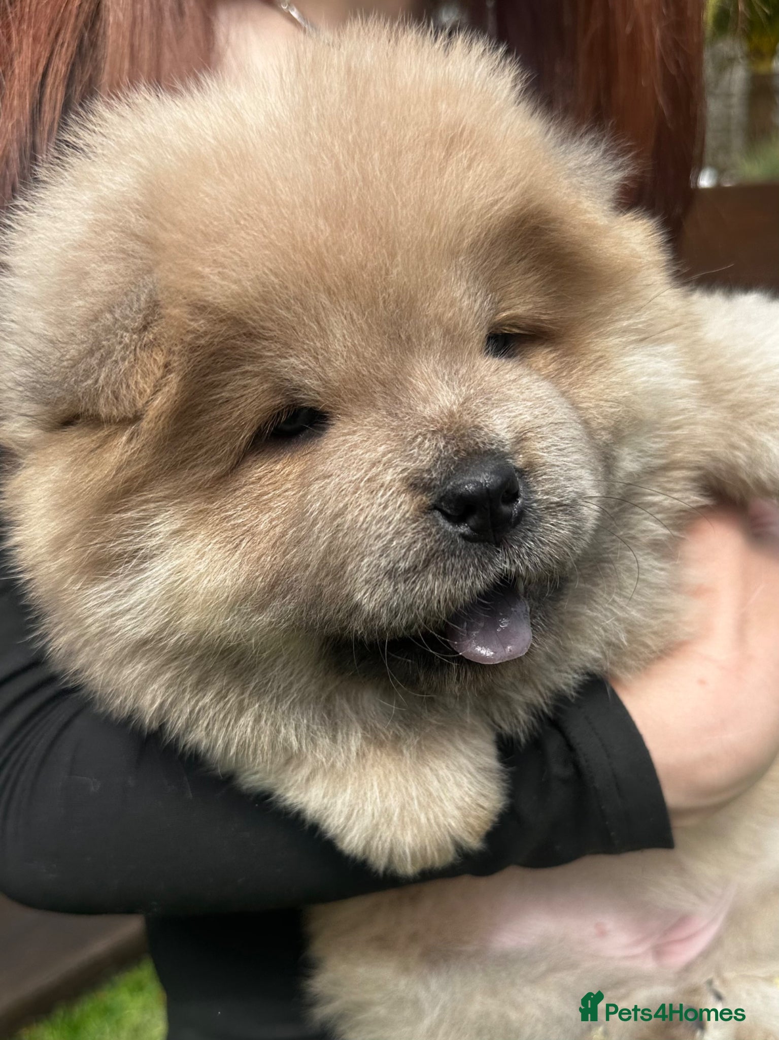 Chow Chow dogs 5 stunning puppies left !!!!  - Advert 1