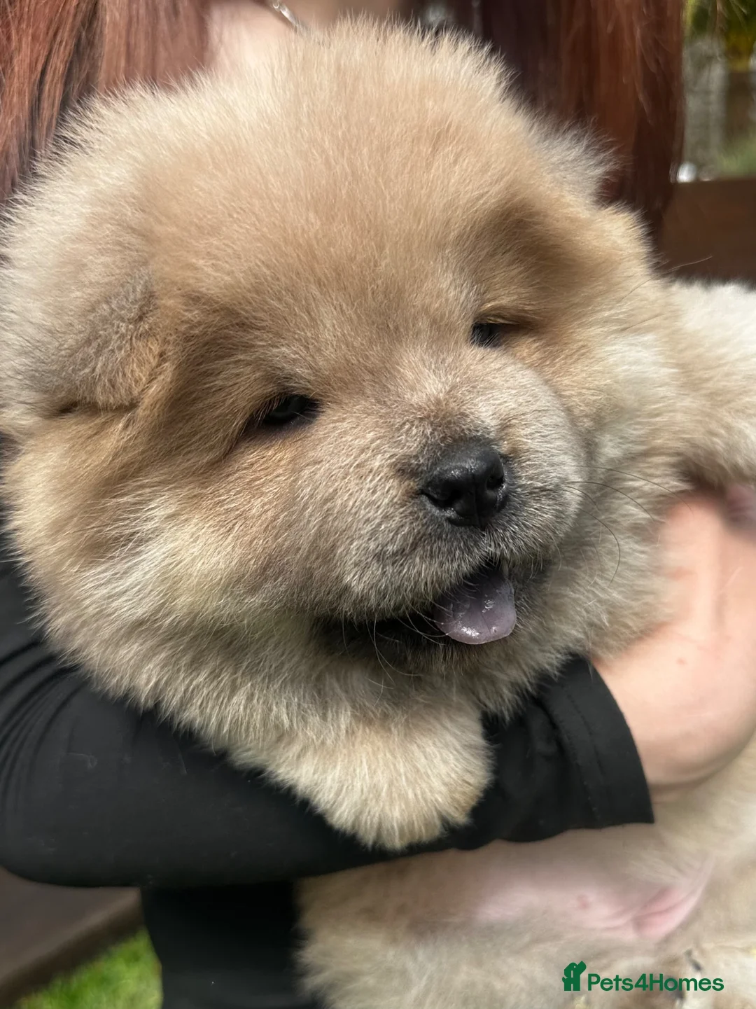 Chow Chow dogs for sale: 5 stunning puppies left !!!!  - Advert 1