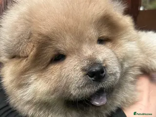 Chow Chow dogs 5 stunning puppies left !!!! - Advert 12