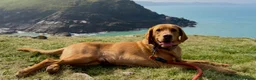Labrador Retriever dogs for sale: KC registered Red Fox Labrador  in Bodmin - Advert 4