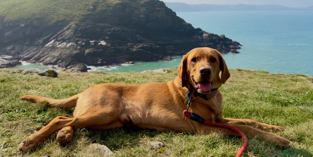 Labrador Retriever dogs for sale: KC registered Red Fox Labrador  in Bodmin - Advert 4