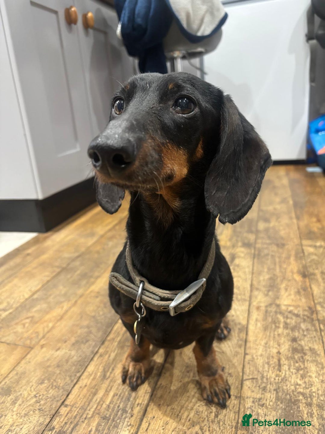 Dachshund dogs for sale: Luna the Dachshund for rehoming - Advert 13