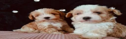 Maltipoo dogs for sale: Beautiful Maltipoo puppies for sale 🐶❤️ - Advert 18