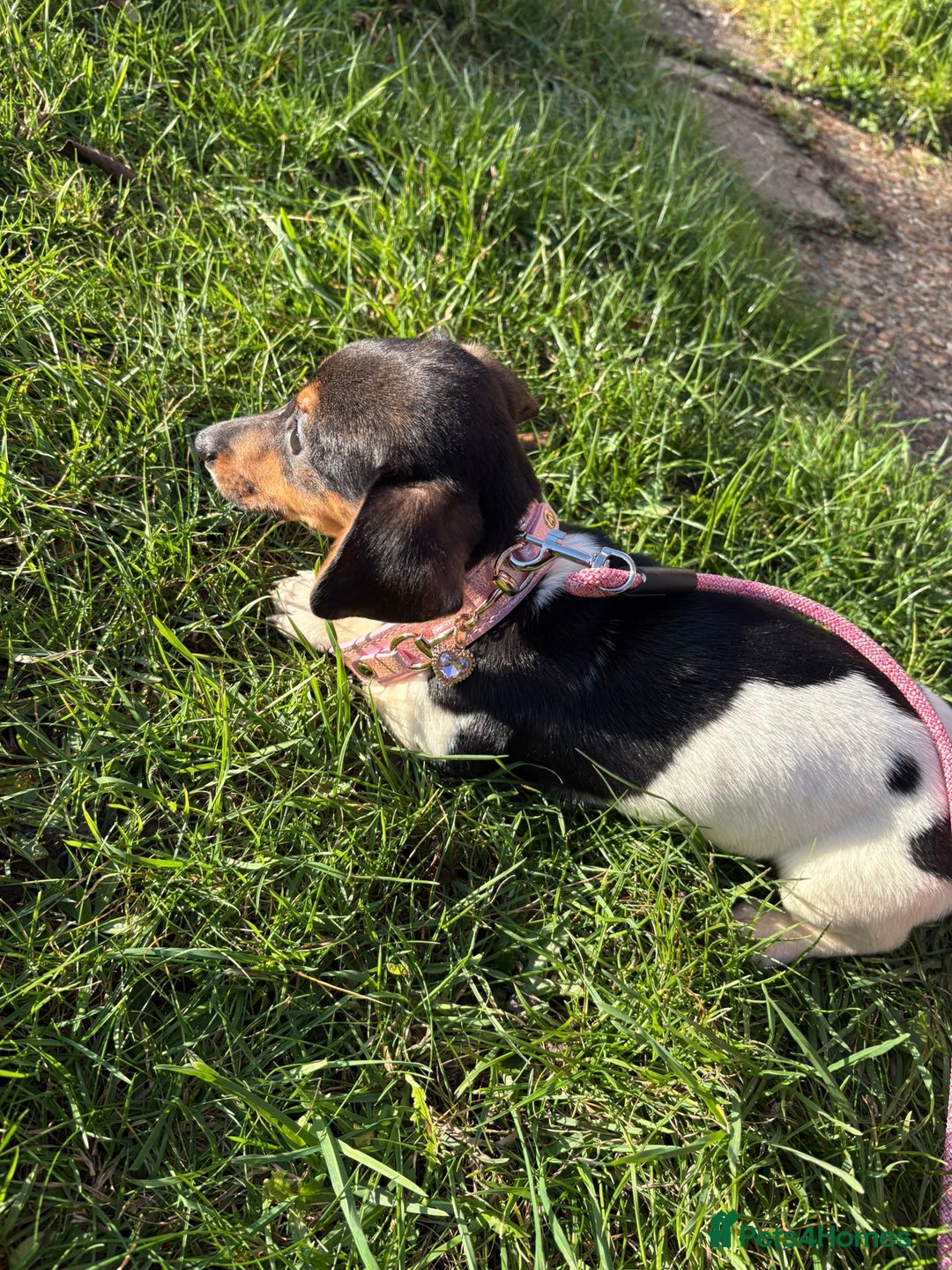 Mixed Breed dogs for sale: Adorable Jackrussel/Dachshund Puppy  - Advert 3