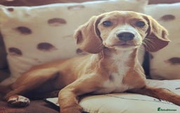 Bocker dogs for sale: Beagle cross spaniel Looking for a new home  - Image 2