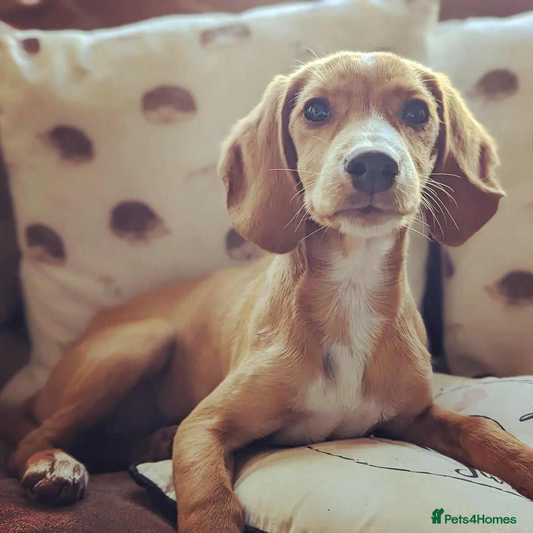 Bocker dogs for sale: Beagle cross spaniel Looking for a new home  - Image 2