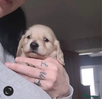 Miniature Dachshund dogs - Advert 13