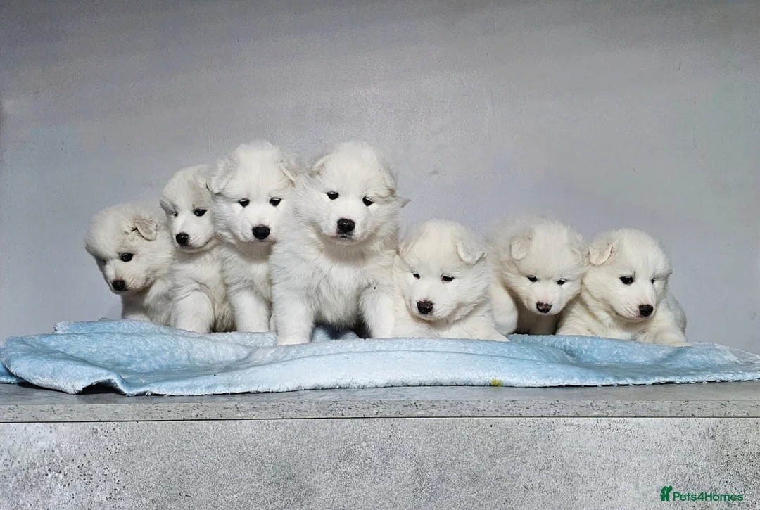 Samoyed dogs for sale: ‼️KC Registered Puppies!!!‼️ - Advert 24