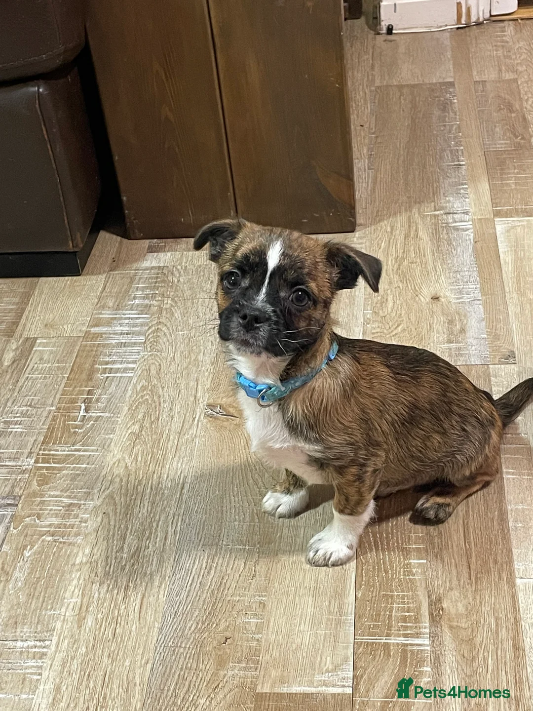 Mixed Breed dogs for sale: Gorgeous puppys - Advert 3