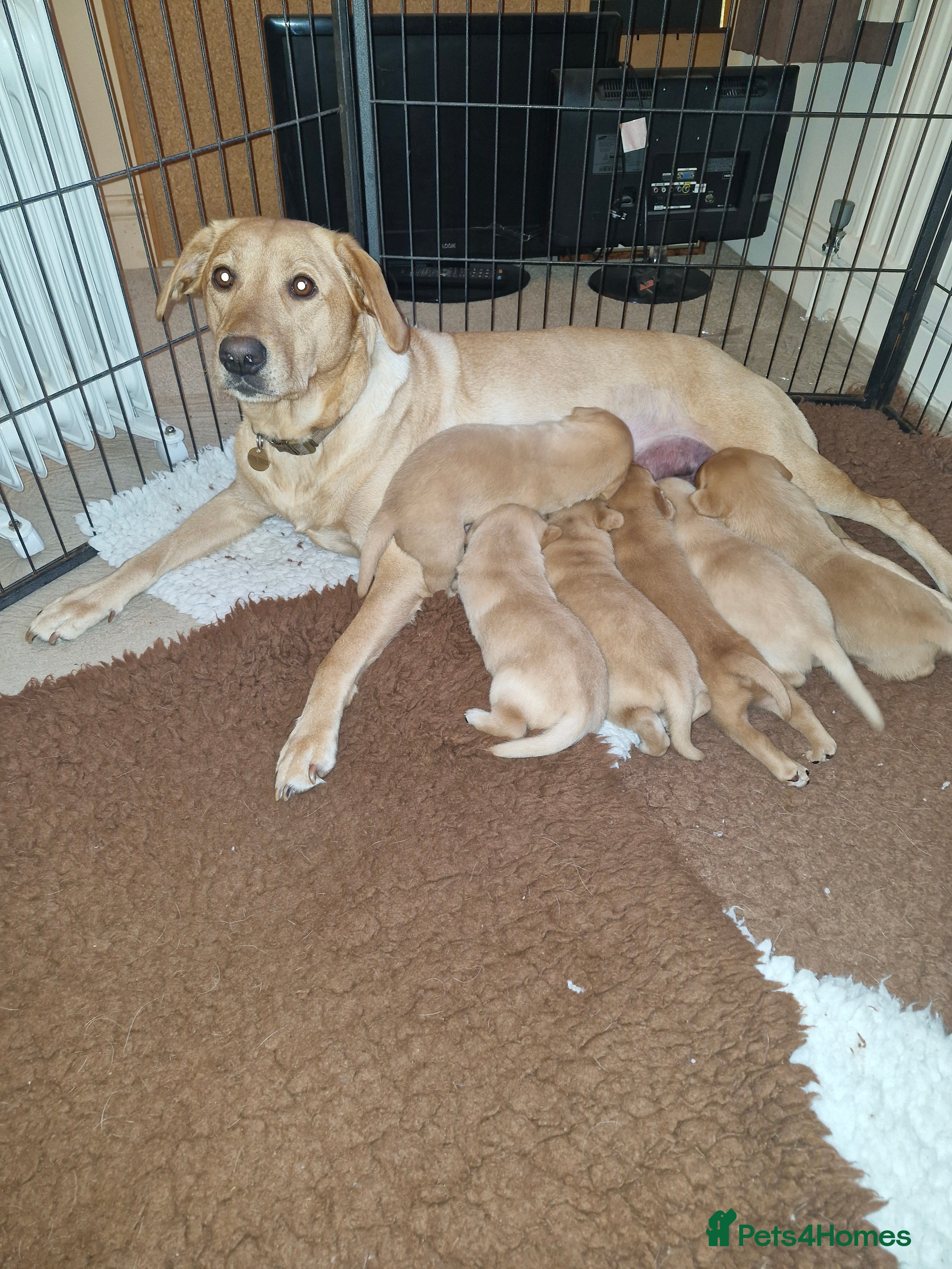 Labrador Retriever dogs Labrador puppies - Advert 2