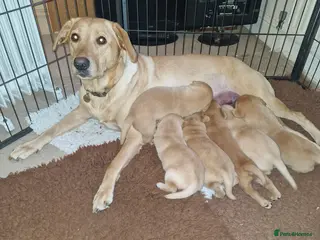 Labrador Retriever dogs Labrador puppies - Advert 2