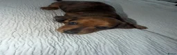 Miniature Dachshund dogs for sale: Miniature Dachsund Puppies - Advert 6