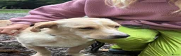 Mixed Breed dogs for adoption: Harvey -Norwich Norfolk  in Norwich - Advert 5