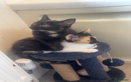 Domestic Shorthair cats for sale: Nwf cross - Image 1
