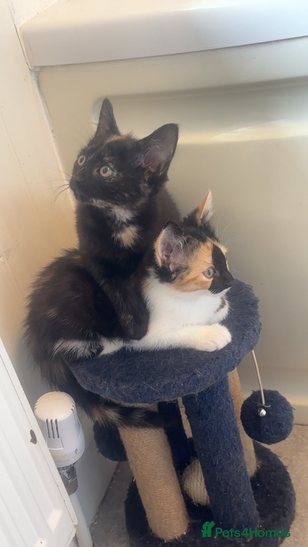 Domestic Shorthair cats for sale: Nwf cross - Image 1