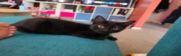 British Shorthair cats for sale: 2 Lovely Black Kittens - Advert 13