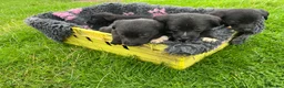 Borador dogs for sale: 5 border collie Labrador cross  - Advert 5