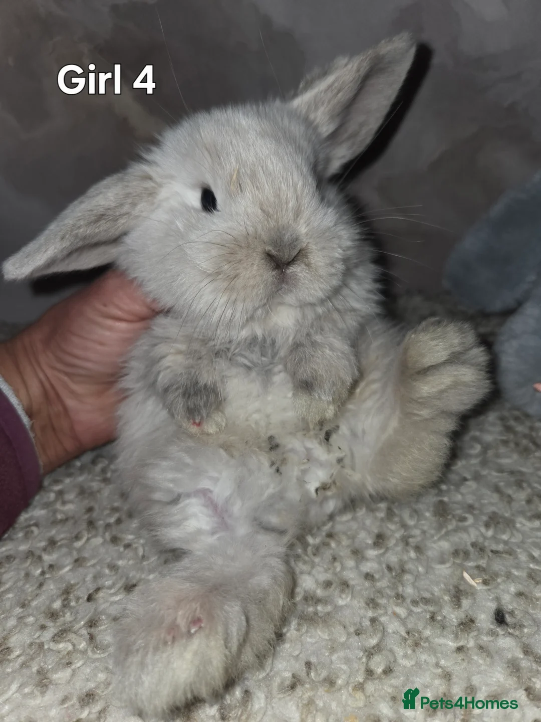 Mini Lop rabbits for sale: PURE MINI LOP BUNNIES ( All COLOURS) - Advert 23