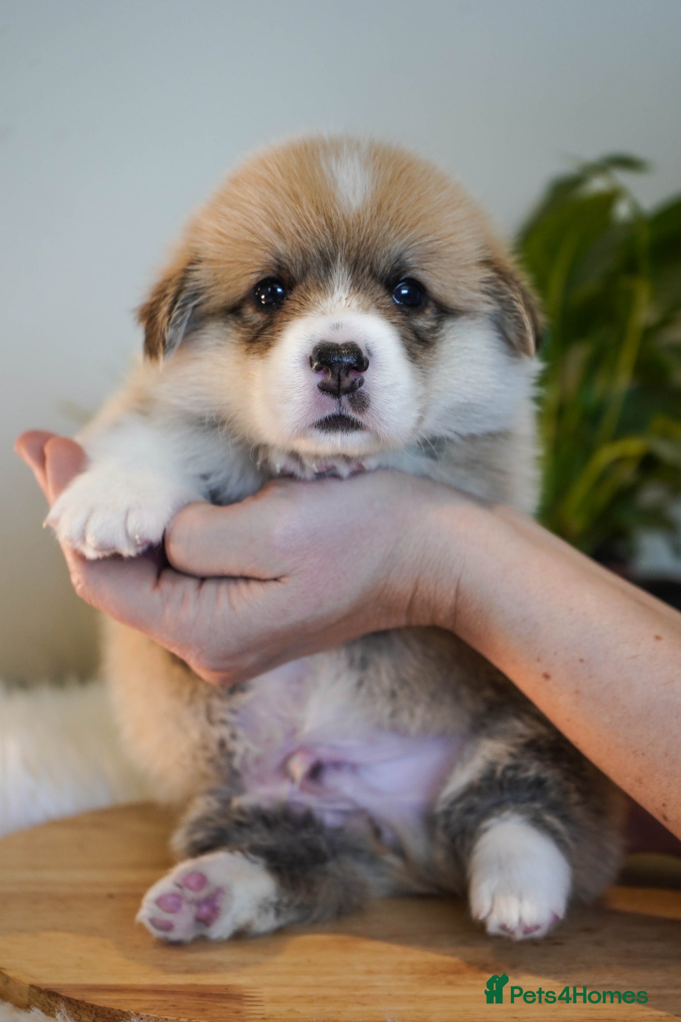 Welsh Corgi Pembroke dogs Welsh Corgi (Pembroke) - Advert 2