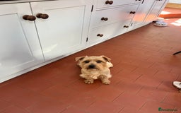 Norfolk Terrier dogs for sale: Retired stud boy 6 years old   - Image 2