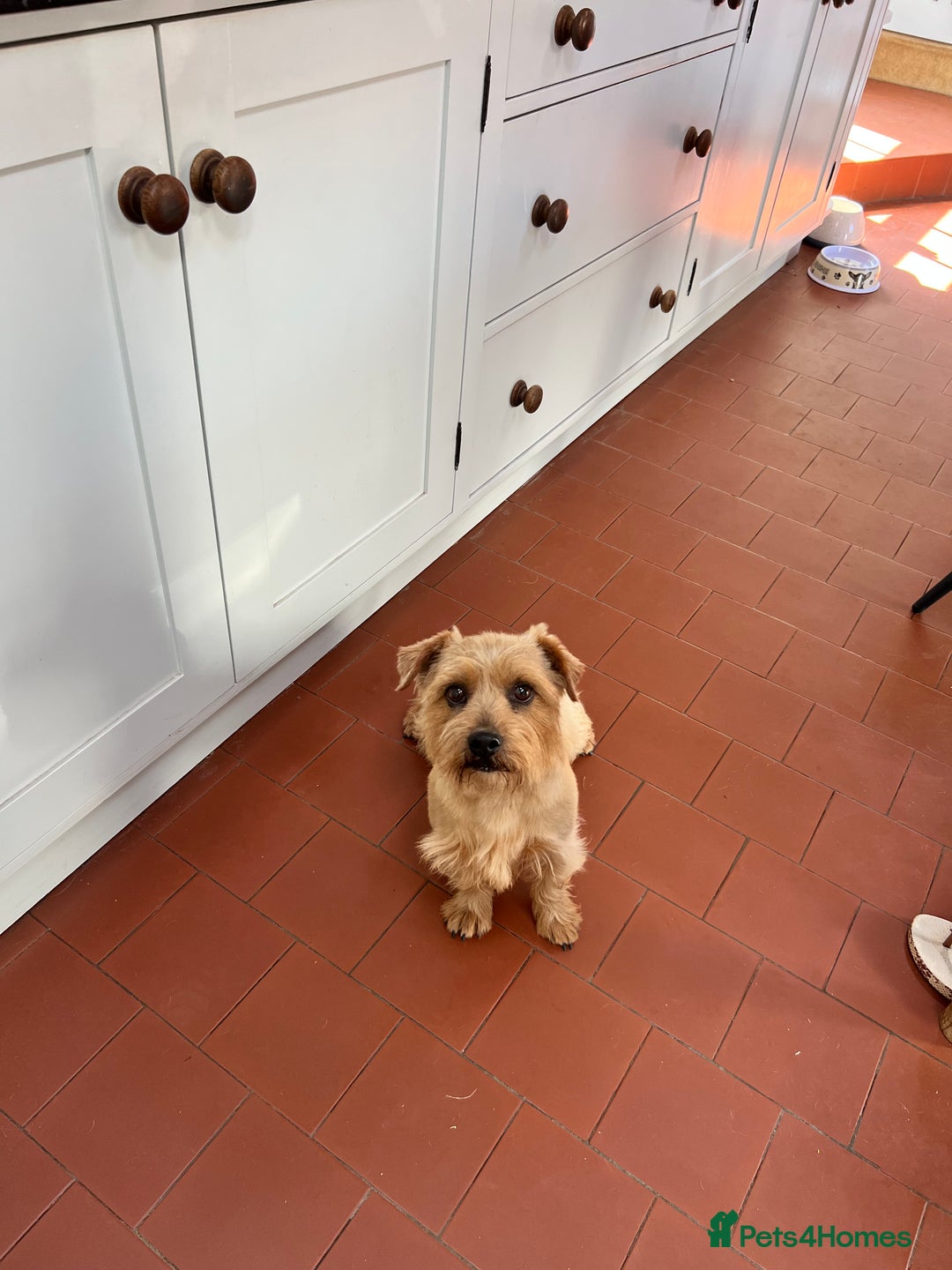 Norfolk Terrier dogs for sale: Retired stud boy 6 years old   - Image 2