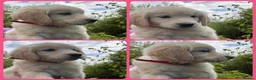Golden Retriever dogs for sale: KC Registered Golden Retriever Pups  - Advert 1