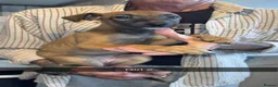 Whippet dogs for sale: Whippet puppies  - Advert 5