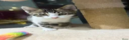 Mixed Breed cats for sale: Kittens part Bengal - Advert 19