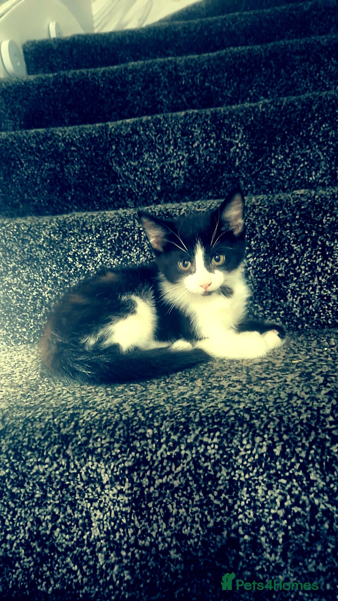 Mixed Breed cats for sale: Mixed maincoon - Image 1