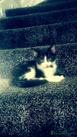 Mixed Breed cats - Advert 14