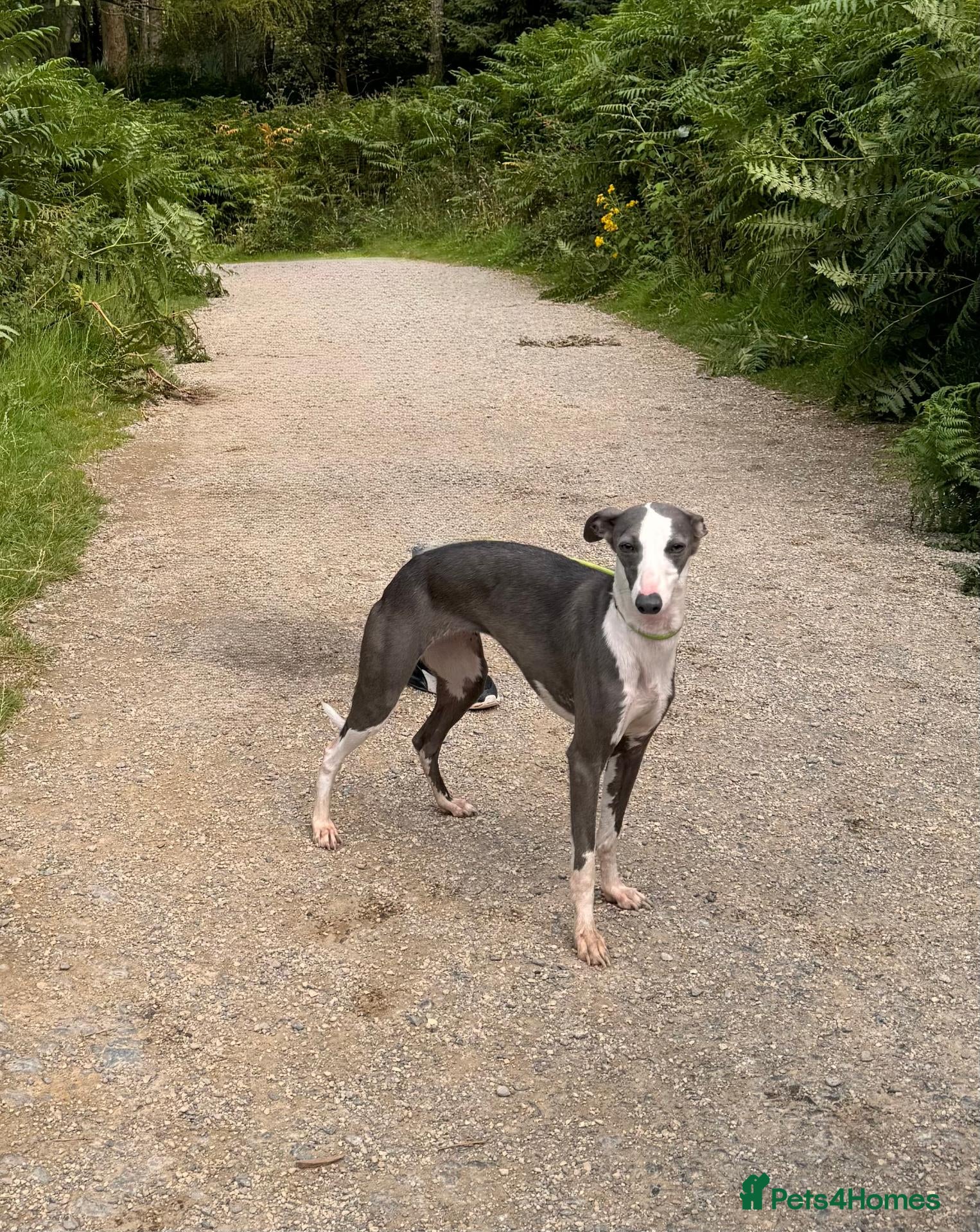 Whippet dogs KC Reg Adult Whippet Bitch - Advert 3