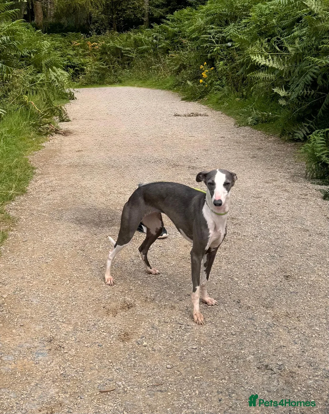 Whippet dogs for sale: KC Reg Adult Whippet Bitch - Advert 1