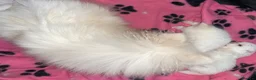 Pomeranian dogs for sale: ✨ Luxury Pomeranian Puppies ✨ - Advert 6
