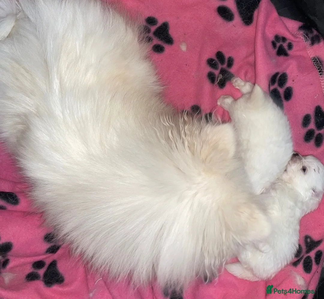 Pomeranian dogs for sale: ✨ Luxury Pomeranian Puppies ✨ - Advert 6