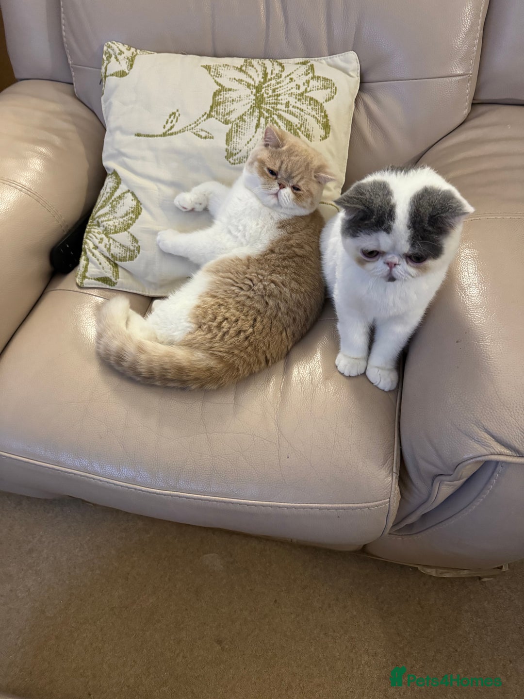 Exotic cats for sale: Outstanding quality exotic kittens  Champion lines - Advert 19