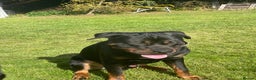 Mixed Breed dogs for sale: Zeus  - Advert 2