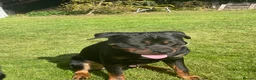 Mixed Breed dogs for sale: Rottweiler- Rehoming due to work commitments  - Advert 2