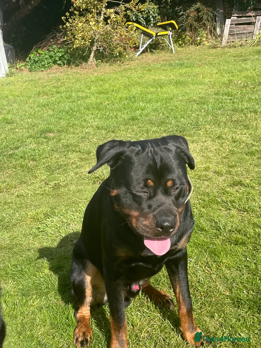 Mixed Breed dogs for sale: Rottweiler- Rehoming due to work commitments  - Advert 2