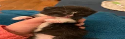 Mixed Breed cats for sale: 2 adorable kittens for sale  - Advert 21