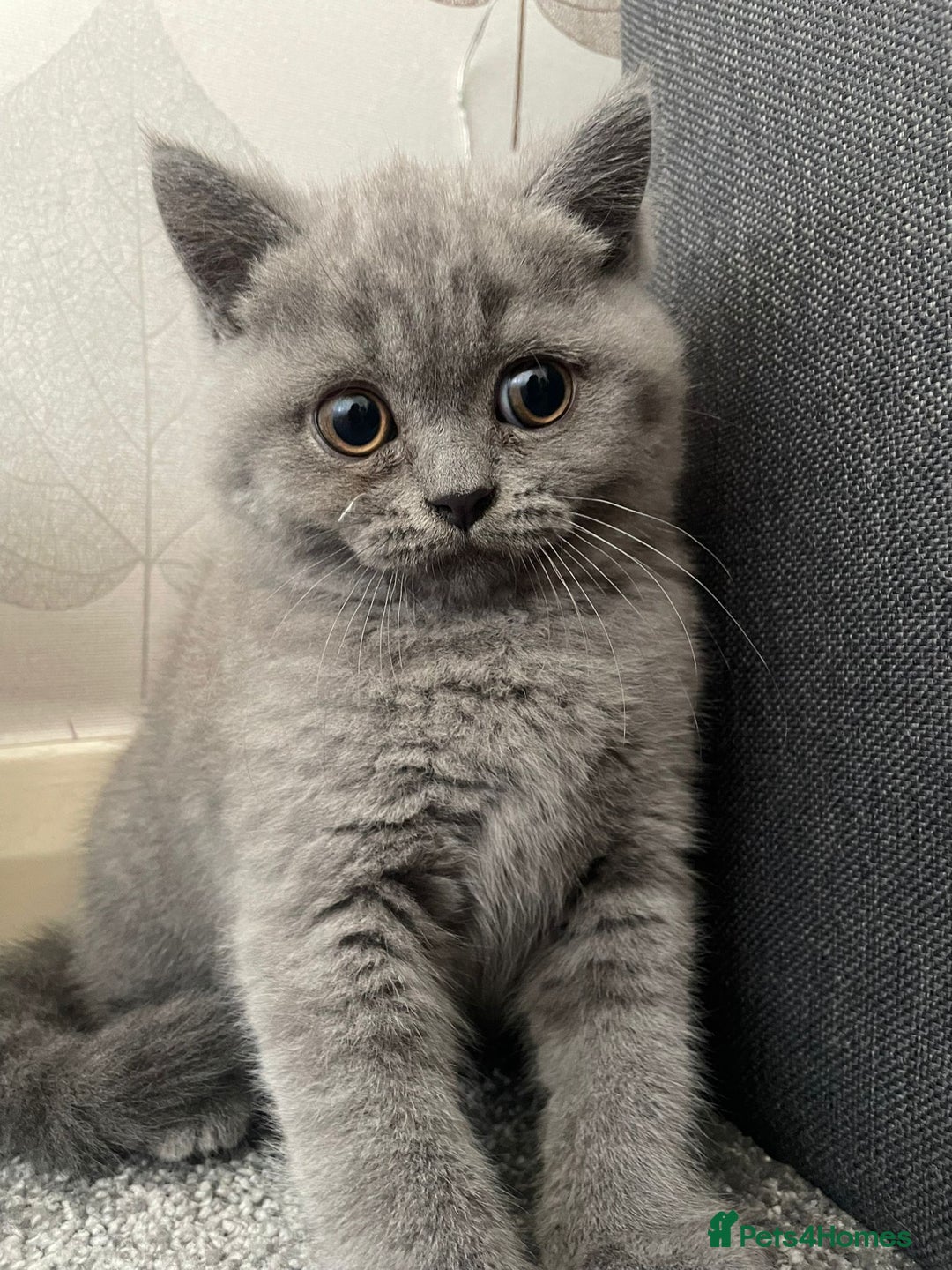 British Shorthair cats for sale: 2 adorable British shorthair kittens  - Image 2