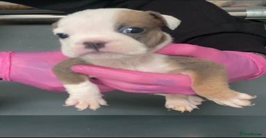 English Bulldog dogs - Advert 2