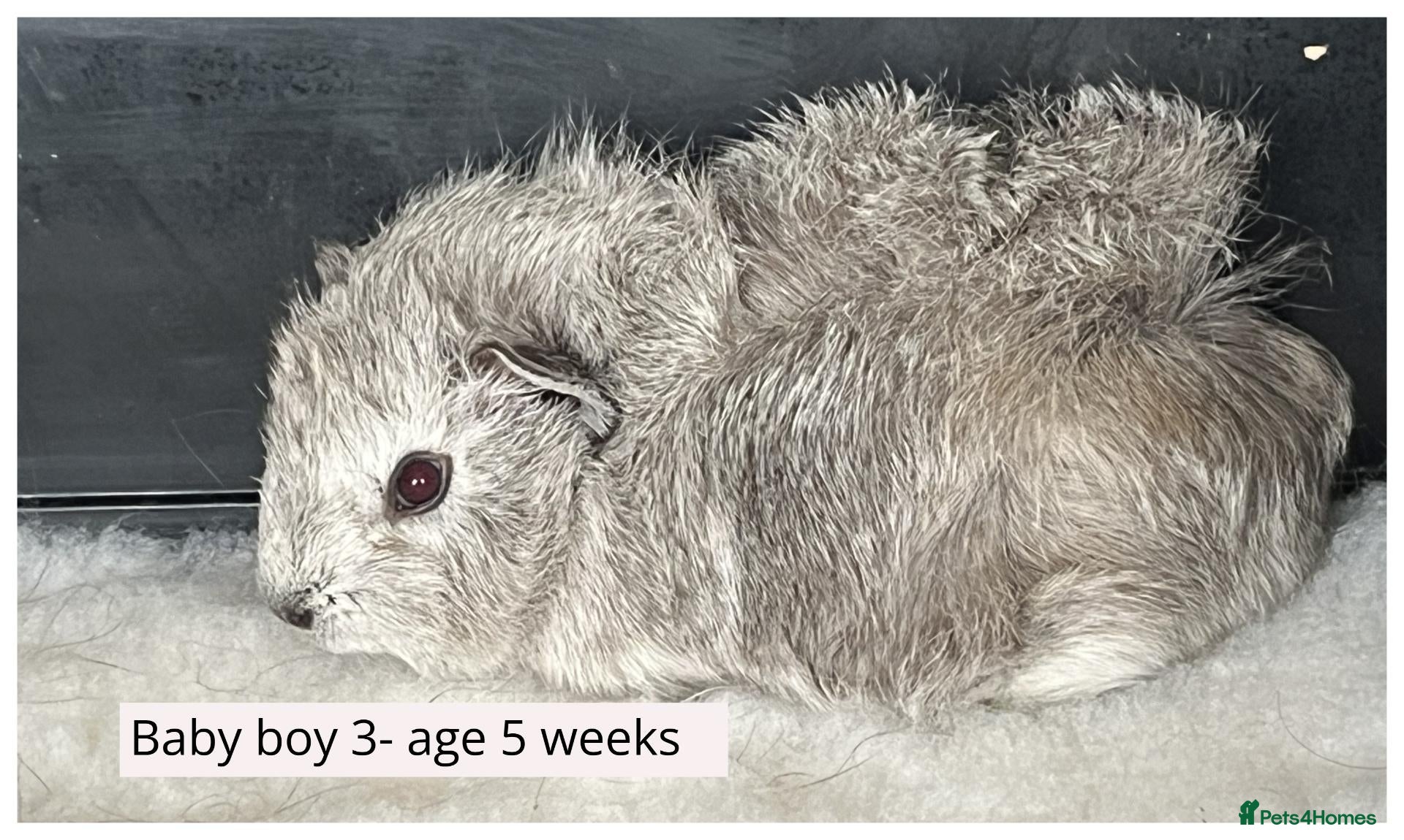 Guinea Pig rodents Beautiful baby boys, and adult boys. - Advert 3
